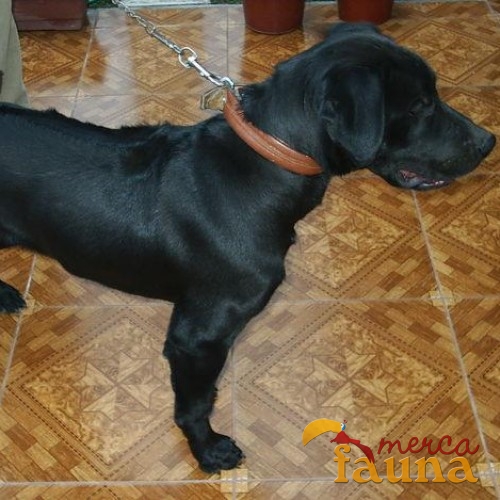 Contartar Con Anuncio Se Busca Macho De Labrado